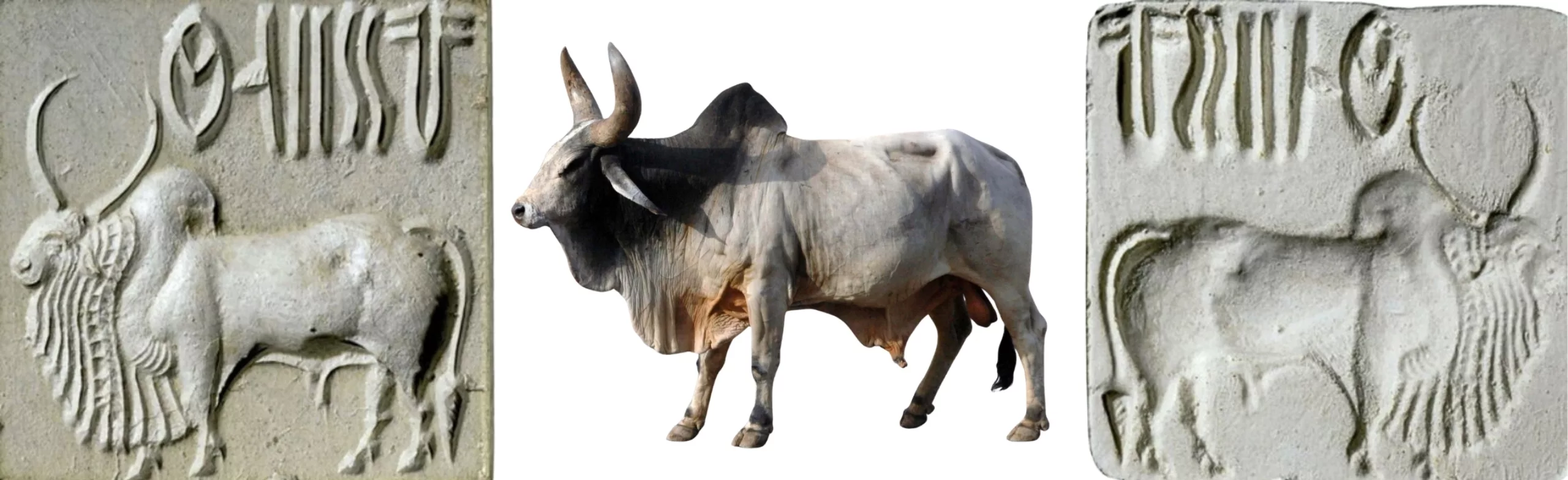 vache-indus